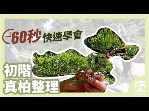 翠柏盆栽風水|【翠柏盆栽風水】翠柏盆栽風水大解析：提升健康幸福，忌諱擺放。